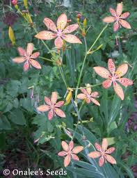 Too seldom seen in they are followed by plump seedpods that split open to reveal glossy, round black fruits, the. Blackberry Lily Leopard Lily Belamcanda Chinensis Seeds
