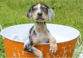 If you do so, this could cause the mother to reject her puppy as she may not identify their. How Often Should You Bathe Your Dog Itchy Dog Solutions