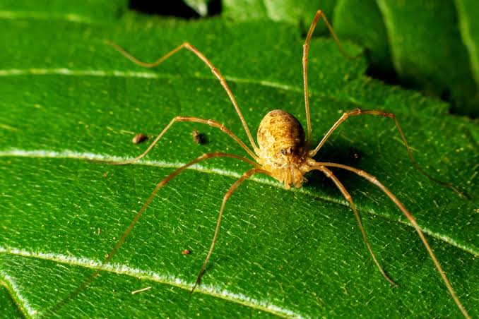 daddy longlegs summary | Britannica