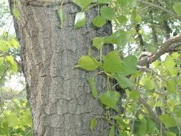 Cottonwoods can be found in three different types. Cottonwood Tree Identification Huge Proportion Of The Trees Over 80 Of The Trees At The Tree Identification Cottonwood Tree Tree