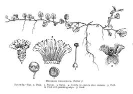 Image result for Merremia emarginata