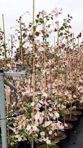 It displays the elegant, broad, heart shaped leaves expected from a redbud tree. Cercis Canadensis Carolina Sweetheart North American Redbud