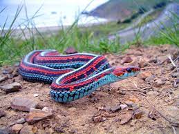 San Francisco Garter Snake Almost Extinct Snake Pet Snake Endangered Snakes