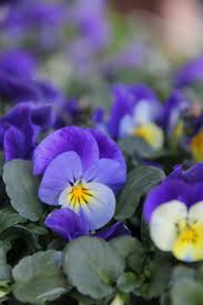 Hohrnveilchen Stiefmutterchen Blumen Online Blumengeschaft