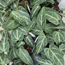 Image result for Parthenocissus