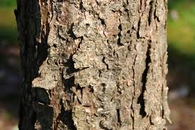 Image result for tree bark