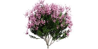 Image result for Lagerstroemia speciosa