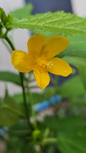 Image result for Cissus cornifolia