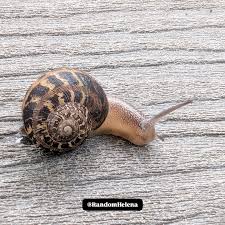 Image result for Polymixis polymita