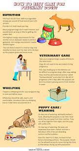 Pet News Articles Urban Pet Hospital Blog How To Take Care Of Pregnant Dogs
