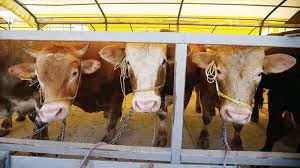 Tmo 2019 arpa ve bugday alim ton fiyatlari ne kadar oldu son dakika haber. Gaziantep Te Kurbanlik Taban Fiyatlari Belirlendi Koyun Keci Dunyasi