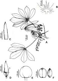 Image result for Manihot carthagenensis