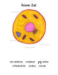 Animal Cell To Be Filled Out By Student Classical Conversations Cycle 1 Animal Cell Animal Cells Worksheet Classical Conversations Foundations