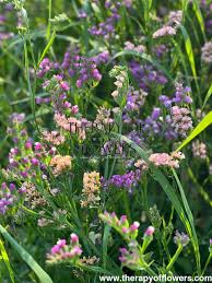 Image result for Limonium sinuatum