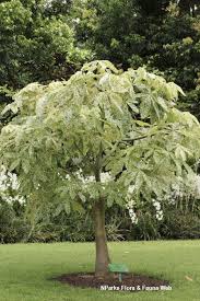 Image result for Pachira glabra