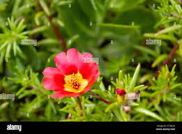 Image result for Portulacaceae