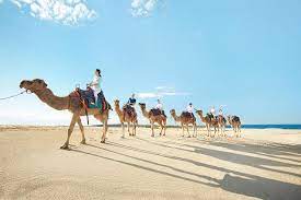 You'll find the sand dunes safari office right by the outback ranch camel rides departure point at the lower car park on. Camel Rides Stockton Sand Dunes Port Stephens Picture Of New South Wales Australia Tripadvisor