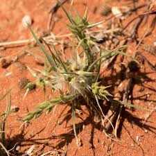 Image result for Enneapogon