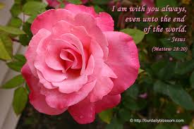 Subscribe to the verse of the day. Apink Rose With A Bible Verse Flowers Nature Background Wallpapers On Desktop Nexus Image 954418