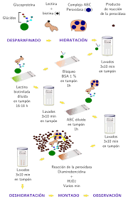 Las lectinas son proteínas o glicoproteínas naturales de origen no inmune que pueden aglutinar. Tecnicas Histologicas 5 Tincion Lectinas Atlas De Histologia Vegetal Y Animal