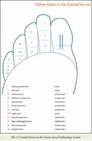 reflex areas of the cranial nerves reflexology therapy