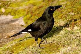 A Pied Currawong Spotted On The South Coast Of Nsw Australian Birds Native Australians Birds