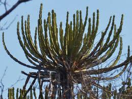 Image result for Euphorbia lissosperma