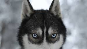 1:08 huskybestchannel 252 991 просмотр. Husky Sledding In Lapland Overtourism Leads To Ethical Issues Cnn Travel