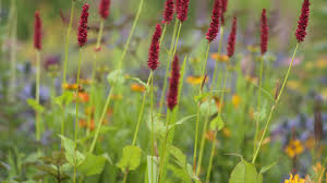 Unfortunately our staff will not be in a position to give gardening advice. Keep On Blooming Late Summer Flowers That Keep The Garden Going