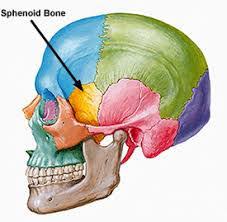 Image result for Sphenoid Bone