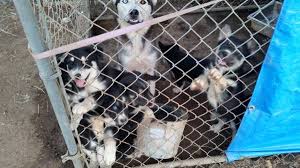 Find husky for sale near you or sell to local buyers. Husky Cross Puppies For Sale 100 Lindsay Garden Items For Sale Visalia Ca Shoppok
