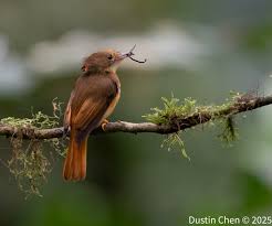 Image result for Vangueria vestita