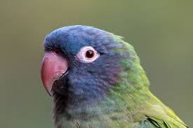 8 Top Blue Parrot Species to Keep as Pets