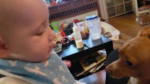 Kenny Koats: Coats for Dogs In Need