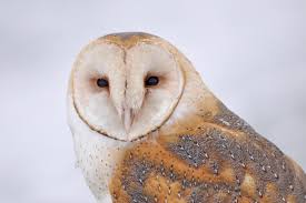 The distinctive and beautiful barn owl is one of the birds of prey that is most adapted to life near humans. American Barn Owl Wikipedia