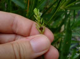 Image result for Justicia salvioides