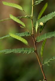 Image result for Chamaecrista mimosoides
