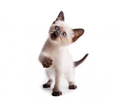 I would love the opportunity to introduce you to this exceptional breed and help you find your new best friend&perio. Available Siamese Kittens For Sale Cats For Adoption