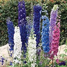 Delphinium Pacific Giant Flower Zone Best Flower Wallpaper