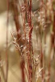 Image result for Schizachyrium sanguineum