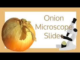 There are millions of tiny cells to make up human being, but it will be painful to take out several cells in your hand or leg. Onion Cell Microscope Slide Experiment Youtube
