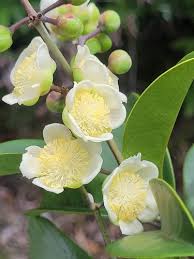 Image result for Tetracera alnifolia