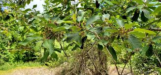 Image result for Fuirena bullifera
