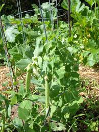 Pin On Peas Plants