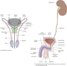 Reproductive Organs Atlas Of Anatomy