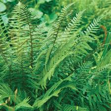 Image result for Polystichum
