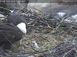 It can take a day for the hatchling to completely break free of the egg after pipping a few days later she may lay another egg, and possibly even a third egg a few days after the second. Newborn Bald Eaglet Comes Out Of Its Shell Pittsburgh Post Gazette