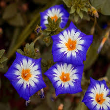 Image result for Ipomoea tricolor