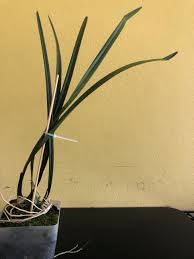Image result for Buchnera randii