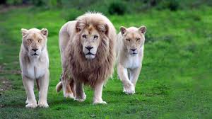 Wildlife Hd Wallpapers Group 75 You can also upload and share your favorite wildlife wallpapers desktop. wildlife hd wallpapers group 75